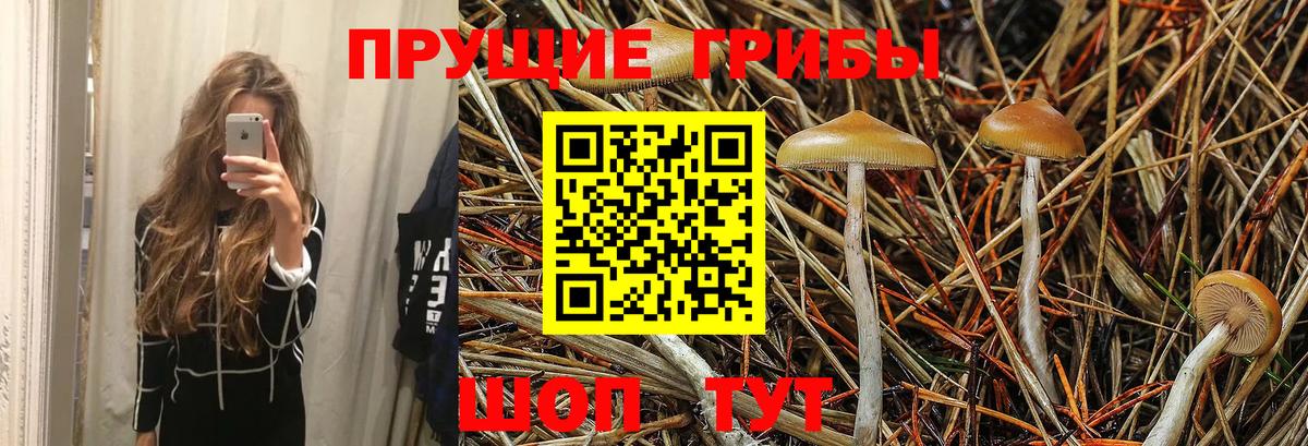 Сафоново  Псилоцибиновые грибы Psilocybine cubensis  Вход с VPN 